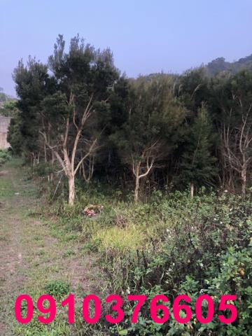 台中東勢農地-1